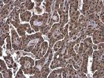 Ubiquitin Antibody in Immunohistochemistry (Paraffin) (IHC (P))