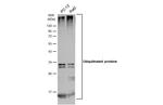 Ubiquitin Antibody in Western Blot (WB)