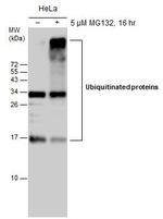 Ubiquitin Antibody in Western Blot (WB)