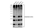 Ubiquitin Antibody in Western Blot (WB)