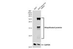 Ubiquitin Antibody in Western Blot (WB)