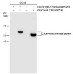 Zika Virus Envelope Protein Antibody in Western Blot (WB)