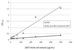 Zika Virus NS1 Antibody in ELISA (ELISA)