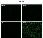 Zika Virus NS1 Antibody in Immunocytochemistry (ICC/IF)