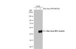 Zika Virus NS1 Antibody in Western Blot (WB)