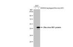 Zika Virus NS1 Antibody in Western Blot (WB)