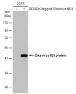 Zika Virus NS1 Antibody in Western Blot (WB)