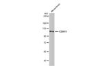 CDH11 Antibody in Western Blot (WB)