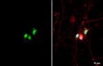 CLOCK Antibody in Immunocytochemistry (ICC/IF)