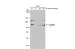 CLOCK Antibody in Western Blot (WB)