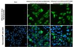 Influenza A NP Antibody in Immunocytochemistry (ICC/IF)