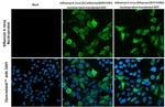 Influenza A NP Antibody in Immunocytochemistry (ICC/IF)