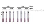 Influenza A NP Antibody in Lateral Flow (LF)