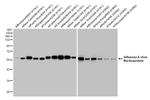 Influenza A NP Antibody in Western Blot (WB)