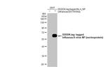 Influenza A NP Antibody in Western Blot (WB)