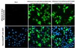 Influenza A NP Antibody in Immunocytochemistry (ICC/IF)