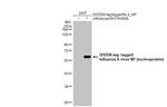 Influenza A NP Antibody in Western Blot (WB)