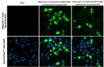 Influenza A NP Antibody in Immunocytochemistry (ICC/IF)