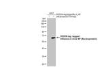 Influenza A NP Antibody in Western Blot (WB)