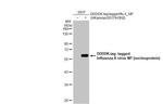 Influenza A NP Antibody in Western Blot (WB)