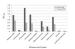 Influenza B NP Antibody in ELISA (ELISA)