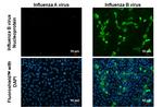 Influenza B NP Antibody in Immunocytochemistry (ICC/IF)