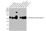 Influenza B NP Antibody in Western Blot (WB)