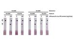 Influenza B NP Antibody in Lateral Flow (LF)