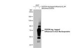 Influenza B NP Antibody in Western Blot (WB)