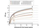 Influenza B NP Antibody in ELISA (ELISA)