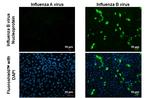 Influenza B NP Antibody in Immunocytochemistry (ICC/IF)