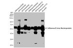 Influenza B NP Antibody in Western Blot (WB)