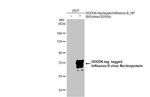 Influenza B NP Antibody in Western Blot (WB)