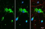 MBP Antibody in Immunocytochemistry (ICC/IF)