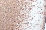 MBP Antibody in Immunohistochemistry (Paraffin) (IHC (P))