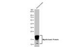 MBP Antibody in Western Blot (WB)