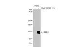 Nrf2 Antibody in Western Blot (WB)