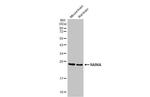 RAB6A Antibody in Western Blot (WB)