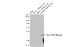 K-Ras (G12V Mutant) Antibody in Western Blot (WB)