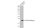 K-Ras (G12V Mutant) Antibody in Western Blot (WB)