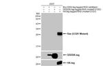 K-Ras (G12V Mutant) Antibody in Western Blot (WB)