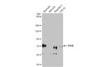 TFEB Antibody in Western Blot (WB)