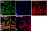 VPS35 Antibody in Immunocytochemistry (ICC/IF)