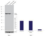 VPS35 Antibody