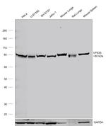 VPS35 Antibody in Western Blot (WB)