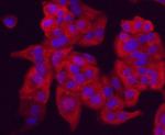 Chromogranin A Antibody in Immunocytochemistry (ICC/IF)