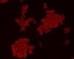 Chromogranin A Antibody in Immunocytochemistry (ICC/IF)