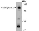 Chromogranin A Antibody in Western Blot (WB)