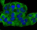 Cardiac Troponin T Antibody in Immunocytochemistry (ICC/IF)