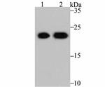 PRDX2 Antibody in Western Blot (WB)